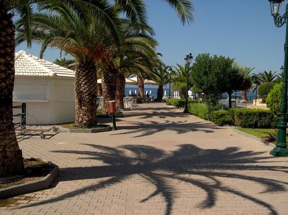 Palms in Edipsos (Evia)