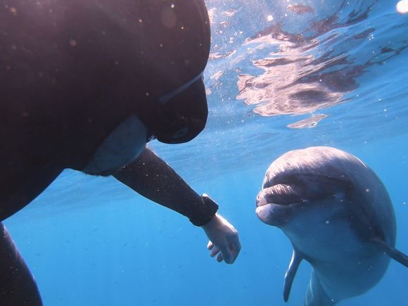 Humans and dolphins both form strong bonds with each other. But can a human become friends with a dolphin? Yes! Philip is the living proof of that.
Read more about this one-of-a-kind friendship at: https://blog.greeka.com/greece/the-man-and-the-dolphin/