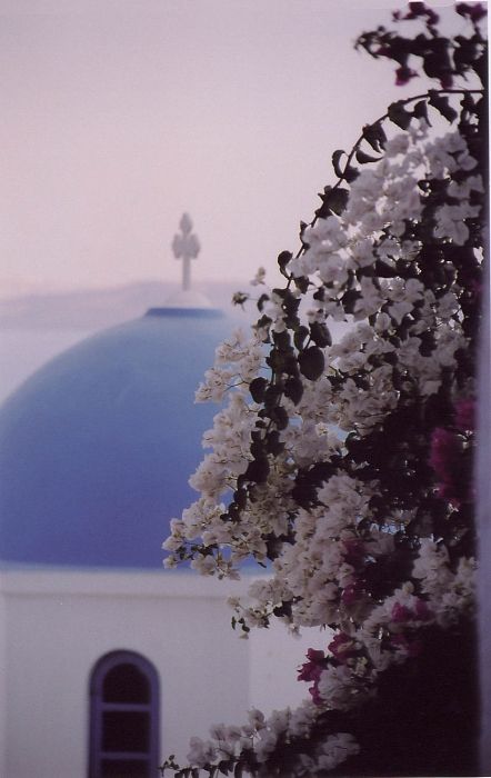 Oia Flowers