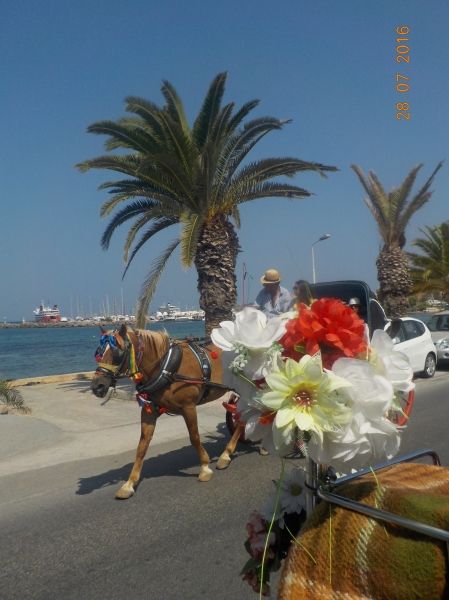 Ride on chariot pulled by horse, typical of Aegina