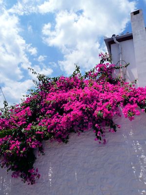 Floral beauty on Hydra