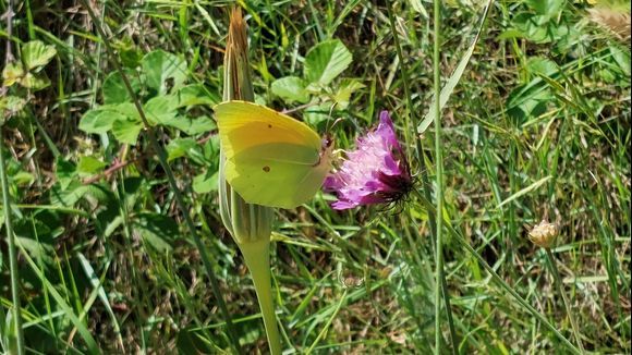 What a wonderful butterfly