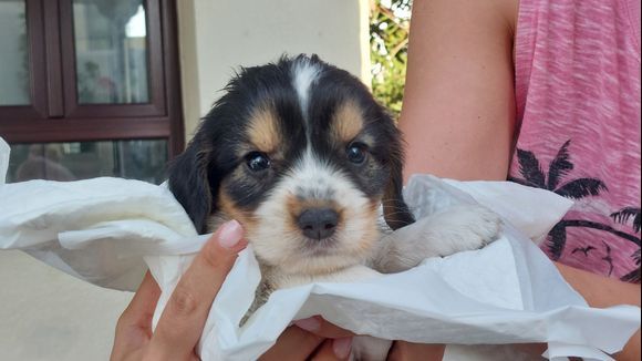 A few days ago, we found this cute baby puppy in a nearby cavern. The hotel crew rescued him and they take care of him in a lovely manner. 