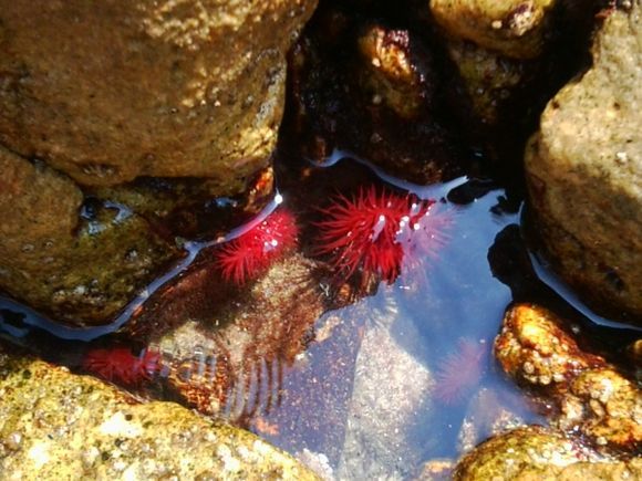 Some red creatures in water 
(Thassos june 2014)