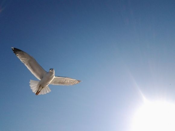 Seagulls on Thassos blue sky
(june 2014)