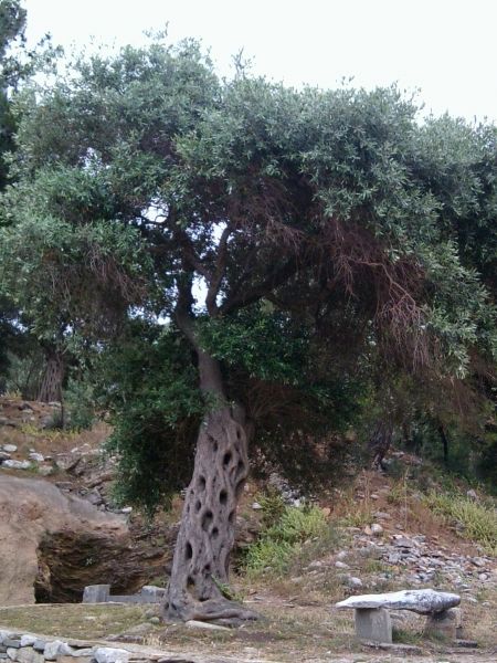 Olive tree (thassos june 2014)