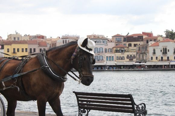 Very classy horse in Venetian Port of Chania