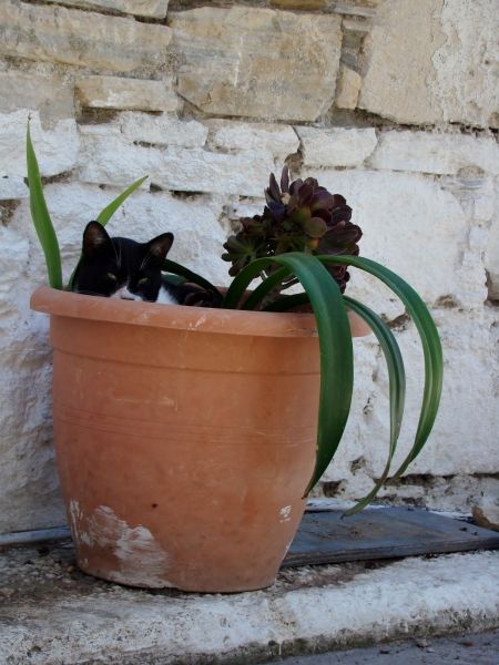Greek cat.