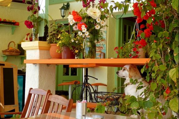 Beautiful dog guarding a Gaios cafe.