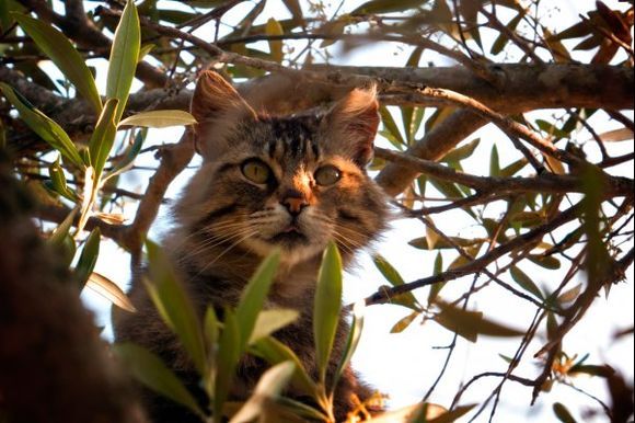 Paxos Tree Cat