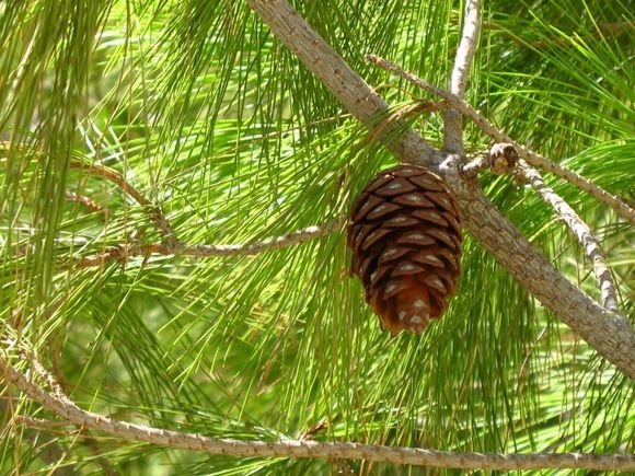 pine trees 
in Folegandros