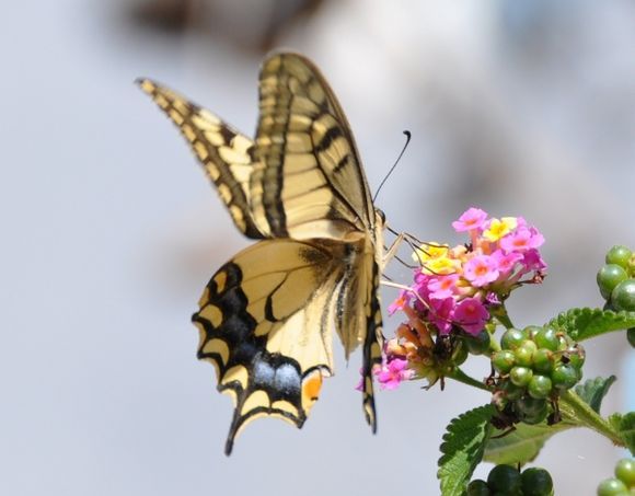 A beautiful swallowtail.