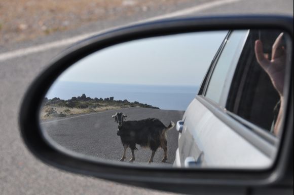 Goat , road to Kato Zakros.