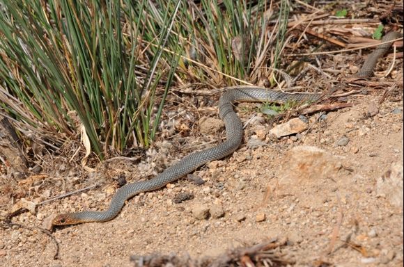 A Caspian Whipsnake , one off the largest Greek snakes.
