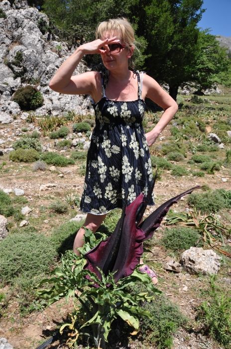 Drakondia or Stink Lily, a beatifull flower with a very unpleasant smell. Imbros region.