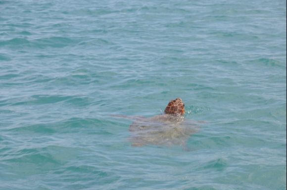 Sea turtle( Caretta Caretta) spotted in the Laganas Gulf.