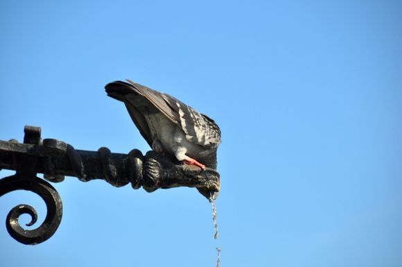Pigeon drinking on a fountain