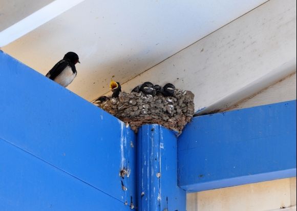 young swallows and a tired mother under the roof of a tavern.
