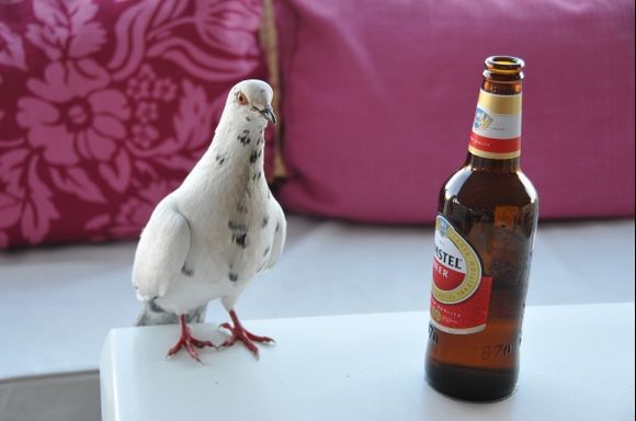 An addicted to beer pigeon