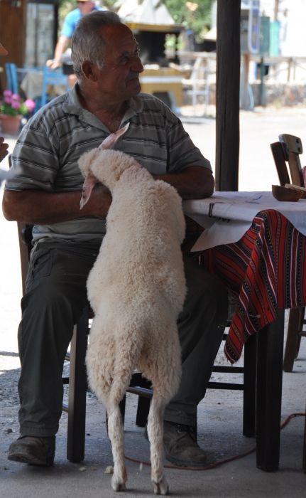 Old man and his sheep sitting in a tavern on the beach of Kato Zakros.