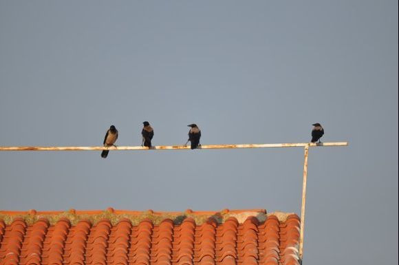 Hooded crows.