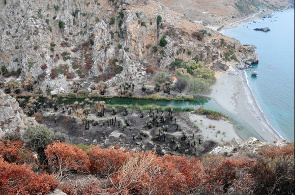 The palmforest of Preveli, totaly destroyed by fire in august 2010.