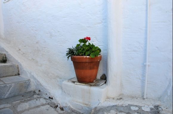 Lonely flowerpot