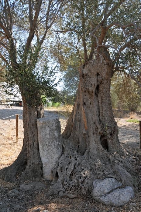 This olive tree is almoust 1600 year old. Her is growing around a Roman pilar!!!!