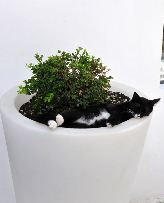 The flowerpot cat.