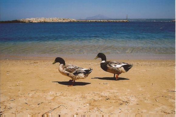 Ducks walking on the beach of Limnionas.