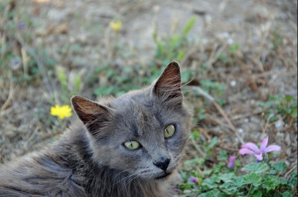 Wild, abandoned cat on the archeologic site of Delos.