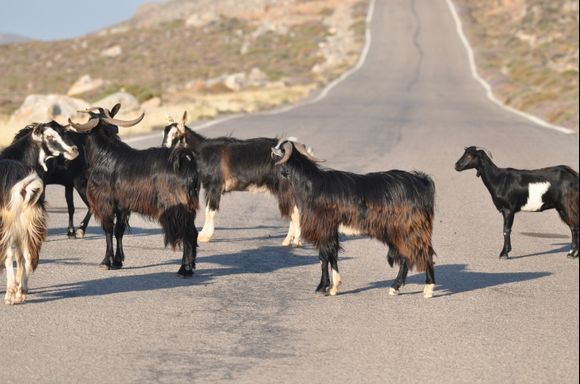 Goats on the road to Kato Zakros ( Crete)