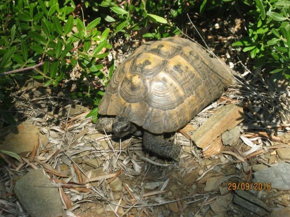 Prachtige schildpad midden in het bos bij Pefkohori