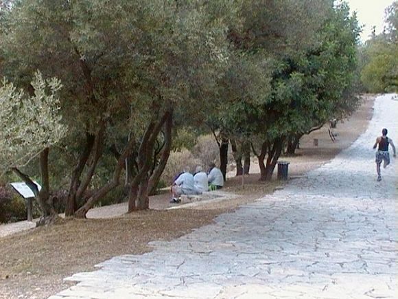 Under the shadow of the olive trees in a hot summer day. Athens.
