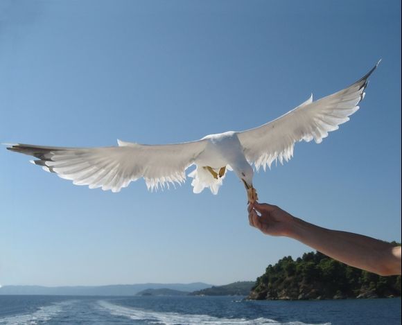 Feeding seagulls on the boat at the end of our cruise around Skiathos