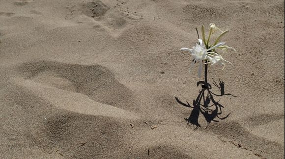 flower in the sand (Kalyves beach, Crete)