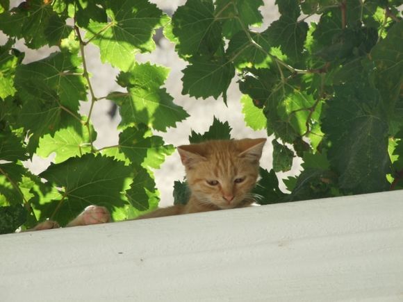 I spotted this kitten watching me in a small cafe in the village of Emporio, sheltering from the sun in the guttering under the vine leaves.