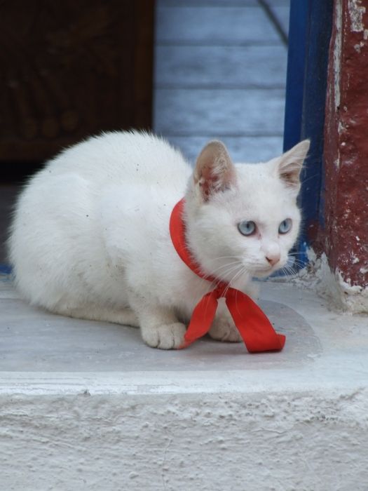 The most beautiful kitten I have ever seen. He was sitting in the doorway of a religious icon shop in Oia.  I saw the same cat two years later in the house at the back of the same shop!