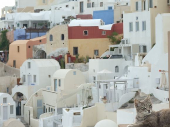 Grey cat waiting for sunset in Oia.