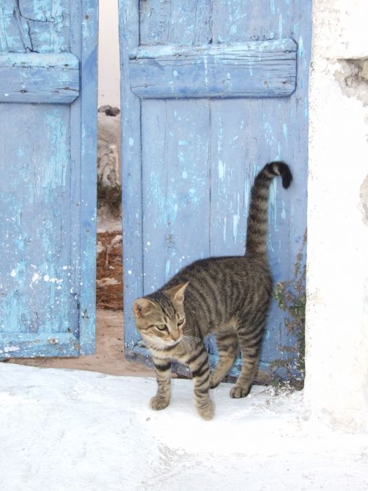 Dusk in Pyrgos, the street cats come out to play in the derelict buidings.