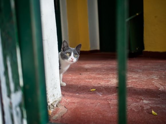 Curious kitten in Lakones