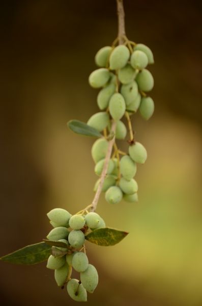 Olives, Zakynthos