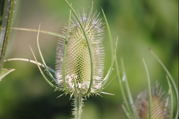 Yes, another teasel in Vasiliki