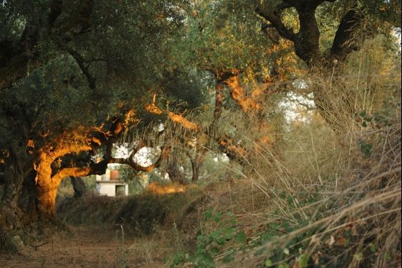 Sunset in the trees