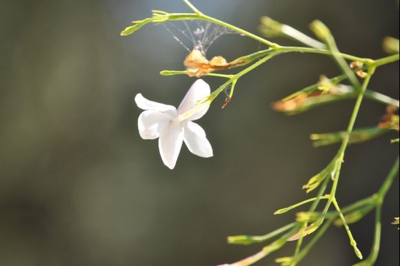 Jasmin in the garden of the Olive Tree Villas, Kipseli