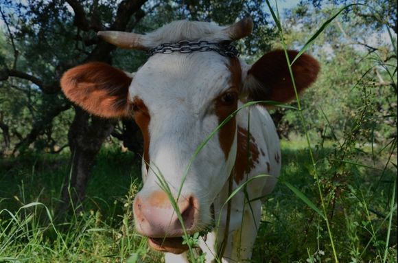 A resident of Kypseli, Zakynthos