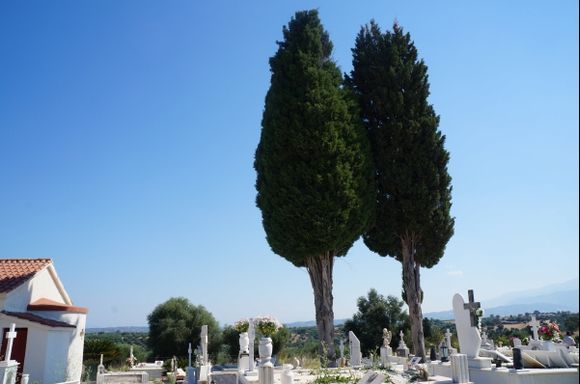 Cypress trees looking over my grandparents