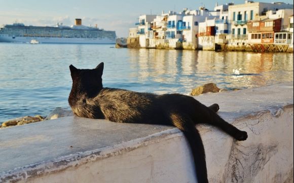 Reincarnation...A feline on Mykonos Island