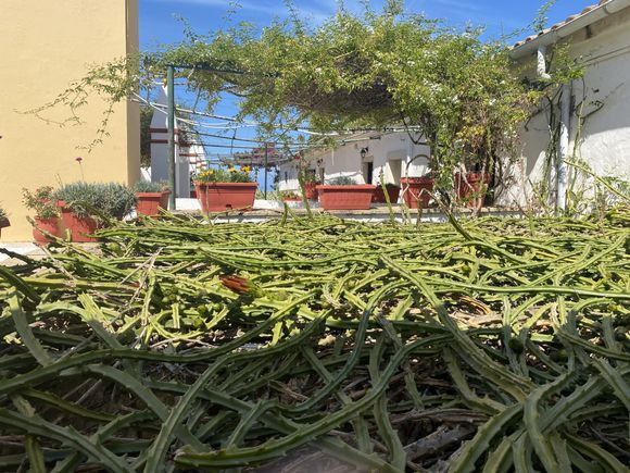 Cactus roof cover 