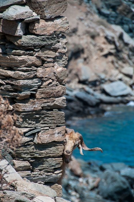 A goat playing hide and seek during a walk near Kastro in Sifnos.
